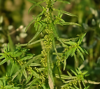 Ammannia baccifera