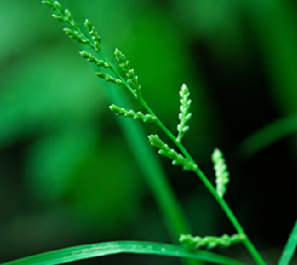 Echinochloa Colonum
