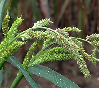 Echinochloa Crus-Galli