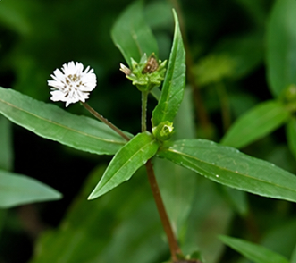 Eclipta alba