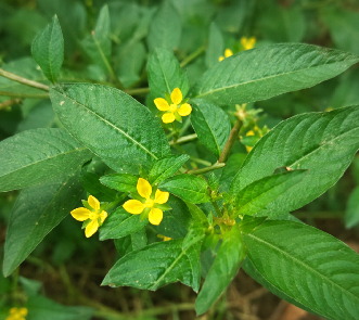Ludwigia parviflora